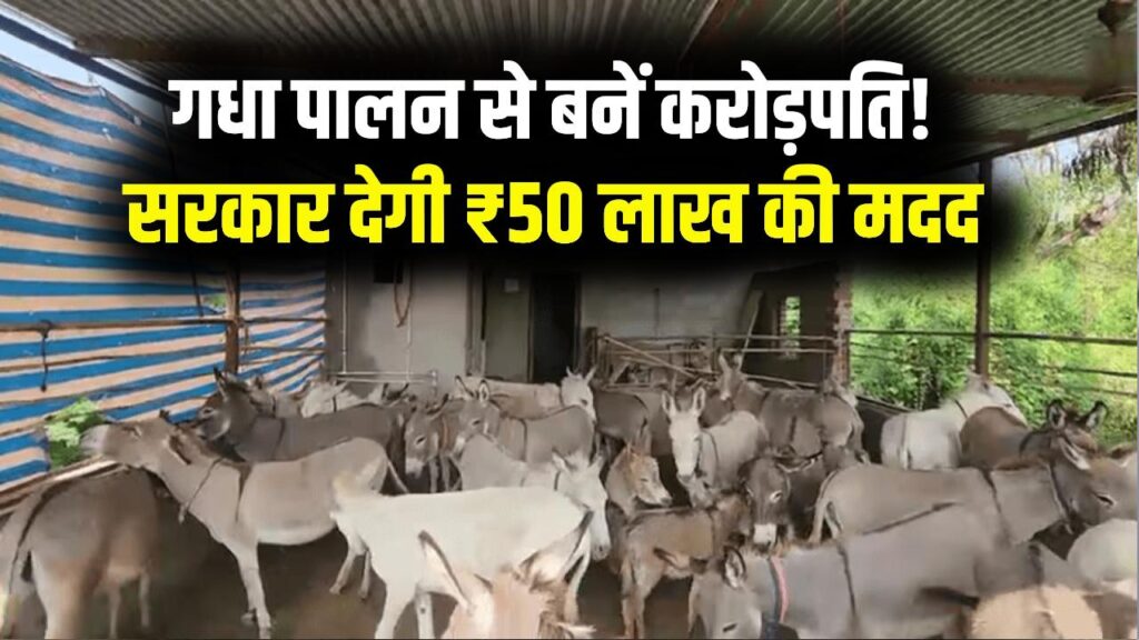 गधों का फार्म खोलिए और बनिए करोड़पति! सरकार खुद देगी ₹50 लाख की मदद; जानें इस 'अनोखे बिजनेस' का पूरा गणित और मोटी कमाई का राज