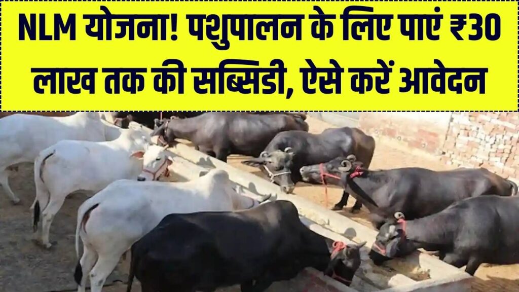 पशुपालन के लिए सरकार दे रही ₹30 लाख की सब्सिडी! जानें नेशनल लाइवस्टॉक मिशन (NLM) में आवेदन का सबसे आसान तरीका