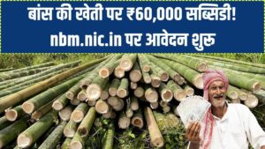 Bamboo Farming: बांस की खेती बनी 'हरा सोना'! ₹60,000 की सब्सिडी और 40 साल तक कमाई; nbm.nic.in पर आवेदन शुरू।