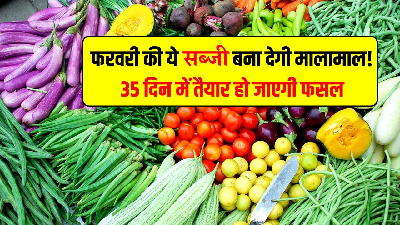 फरवरी की ये सब्जी बना देगी मालामाल! 35 दिन में तैयार, मंडी भाव ₹80/kg से ज्यादा