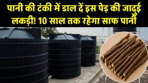 Magic Wood Hack: पानी की टंकी में डाल दें इस पेड़ की जादुई लकड़ी! 10 साल तक नहीं जमेगी काई, पानी रहेगा बिल्कुल साफ; जानें क्या है ये देसी नुस्खा।