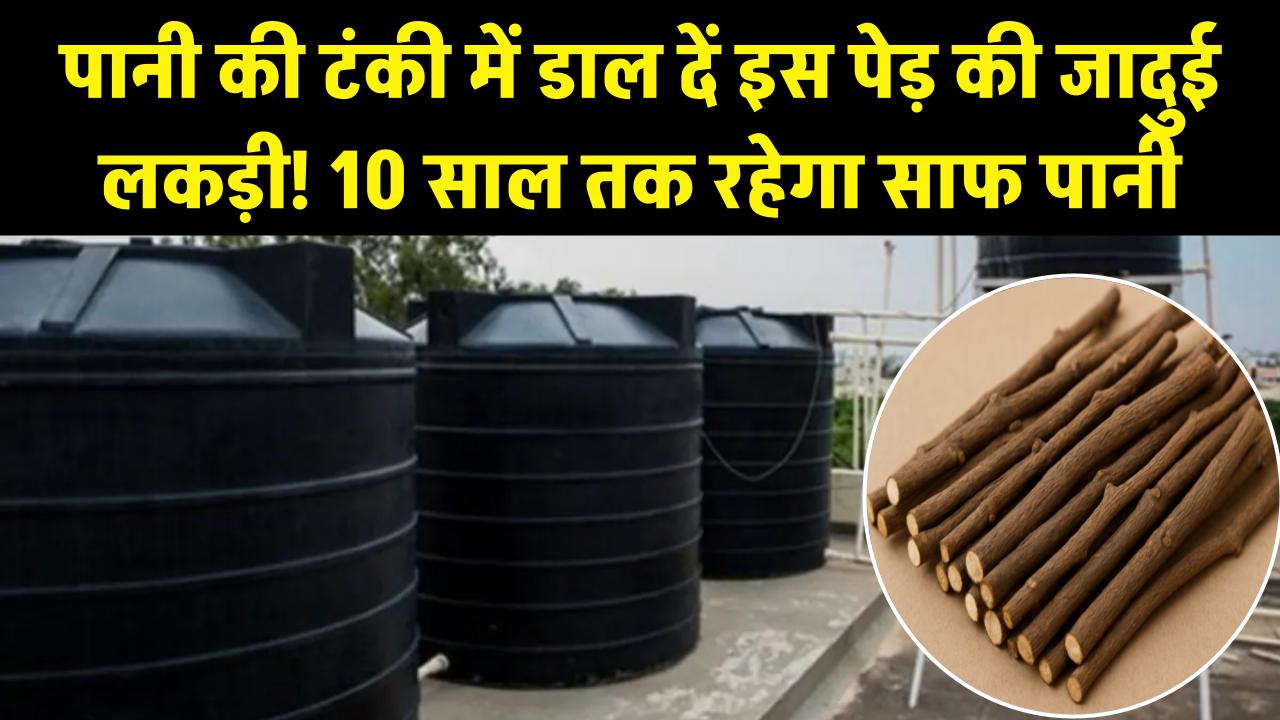 Magic Wood Hack: पानी की टंकी में डाल दें इस पेड़ की जादुई लकड़ी! 10 साल तक नहीं जमेगी काई, पानी रहेगा बिल्कुल साफ; जानें क्या है ये देसी नुस्खा।