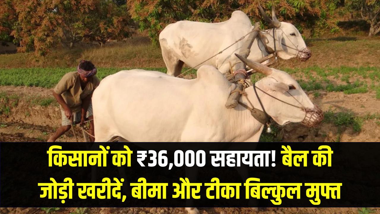 किसानों को मिलेंगे ₹36,000! बैलों की जोड़ी खरीदने के लिए सरकार दे रही है बड़ी सहायता, साथ में बीमा और टीका भी बिल्कुल मुफ्त