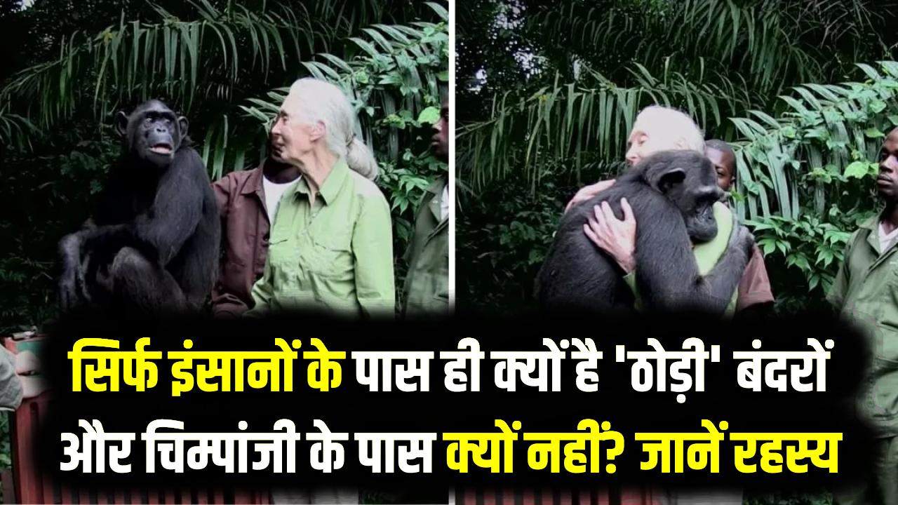 सिर्फ इंसानों के पास ही क्यों है 'ठोड़ी' (Chin)? बंदरों और चिम्पांजी के पास क्यों नहीं? वैज्ञानिकों ने आखिर सुलझा ही लिया यह रहस्य